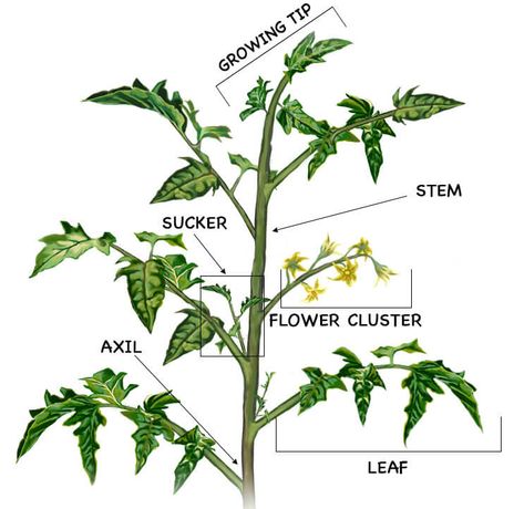 How to Prune a Tomato Plant for Bigger Harvest | Bonnie Plants How To Prune Tomatoes, Pruning Tomato Plants, Tomato Pruning, Growing Tomato Plants, Tomato Farming, Growing Tomatoes In Containers, Tomato Plant, Garden Veggies, Veg Garden