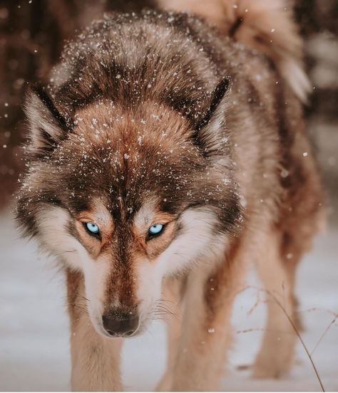 Pretty Wolf, Wolf With Blue Eyes, Kangal Dog, Wolf Clothing, Wolf Colors, Lion Photography, Wolf Photography, Wolf Pup, Really Cute Puppies