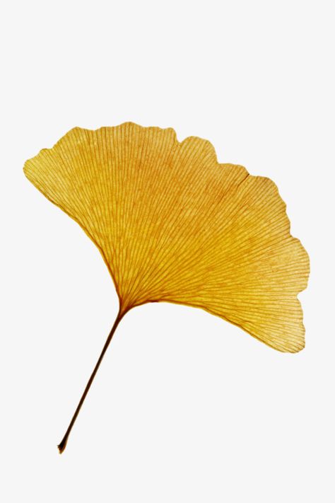 Ginkgo Art, Ginko Biloba, Yellow Png, Leaves Png, Leaf Photography, Gingko Leaves, Ginkgo Leaves, Leaf Drawing, Ginkgo Biloba