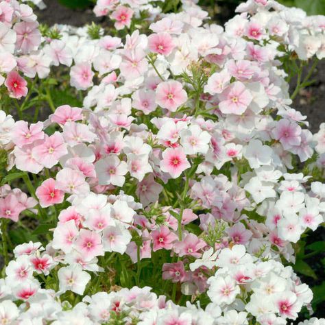 Dream Landscaping, Phlox Drummondii, Blushing Bride Flower, Knot Garden, Phlox Flowers, Blushing Bride, Nothing But Flowers, Blush Bride, Plant Spacing