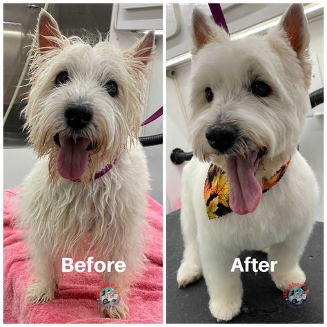 Grooming Salons, Dog Haircut, Dog Grooming Styles, Grooming Business, Dog Grooming Shop, Dog Grooming Salons, Dog Grooming Tips, Grooming Style, Dog Haircuts