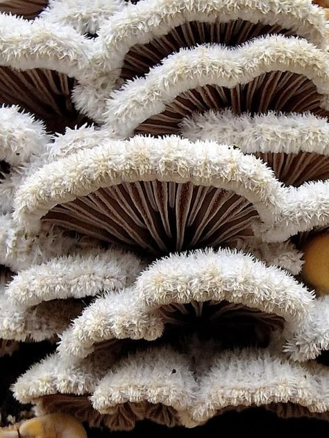 Schizophyllum commune, Netherlands. Photo: Willem Roos. Fungi Species, Schizophyllum Commune, Weird Fungi, Mushroom Mycelium, Mycena Chlorophos Mushroom, Patterns In Nature, Stuffed Mushrooms, Texture, Flowers