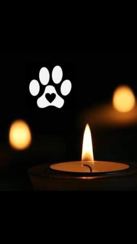 Pet Sympathy Quotes, Candle Photography Dark, Rip Dog, Yorkie Moms, Dog Sympathy, Candles Photography, Pet Remembrance, Rainbow Cat, Pet Sympathy