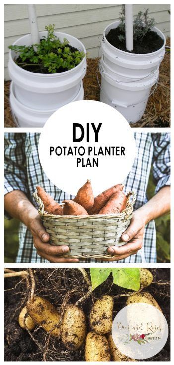 Diy Potatoes Planter, Potato Planters Diy, Garden Potatoes, Potato Planter, Grow Potatoes In Container, Gemüseanbau In Kübeln, Container Potatoes, Potato Planters, Potato Gardening