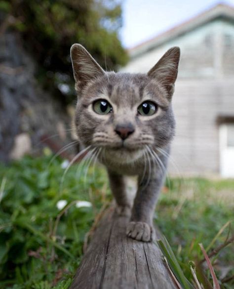 Booped the snoot. http://ift.tt/2nEkf9l Cat Perspective, Cat Heaven, Cat Island, Cat Language, Amazing Animals, Cute Cats And Dogs, Amazing Photos, Animal Planet, Training Tips