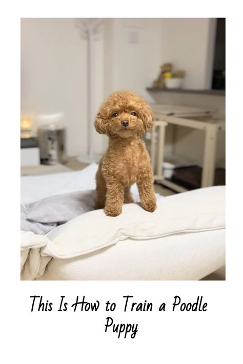 This Is How to Train a Poodle Puppy Mini Poodle Puppy Haircut, Toy Poodle Puppies Haircuts, Mini Poodle Haircut, Mini Poodle Haircut Styles, Toy Poodle Grooming, Toy Poodle Haircut Styles, Toy Poodle Haircut Teddy Bears, Toy Poodle Puppy Cut, Miniature Poodle Haircuts