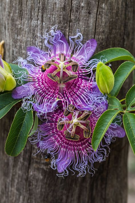 https://flic.kr/p/FQygLu | Passiflora cincinnata Mast. Strange Flowers, Garden Aesthetic, Unusual Plants, Unusual Flowers, Airbrush Art, Rare Flowers, Unique Plants, Passion Flower, Pretty Plants