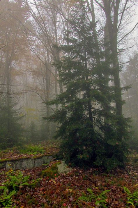 🇺🇸 On the misty Black Mountain Trail (Highland Scenic Highway, Monongahela National Forest, Virginia) by James W. Bailey 🌫 Virginia Forest, Monongahela National Forest, West Virginia Mountains, Apocalypse Aesthetic, West Coast Trail, Mountain Trail, Travel Moments, Country Roads Take Me Home, Colorado Hiking