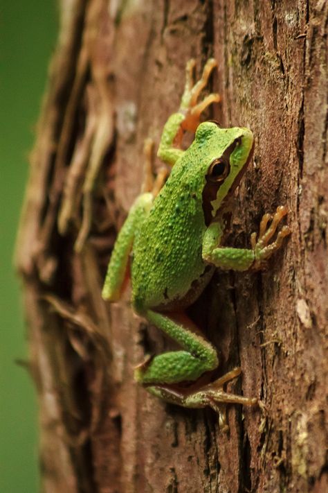 Pacific Tree Frog - I didn’t have to go far for this photograph! While I was getting my equipment ready for one of our excursions Ray tapped on the window and waved for me to come outside and see who was in our campsite. A pacific tree frog! http://annemckinnell.com/2012/08/21/pacific-tree-frog/ #photo #travel #blog Pacific Tree Frog, Tree Frog Terrarium, Tree Frog Art, Colorful Frogs, Frosch Illustration, Tree Frog Tattoos, Amazing Frog, Green Tree Frog, Frog Costume