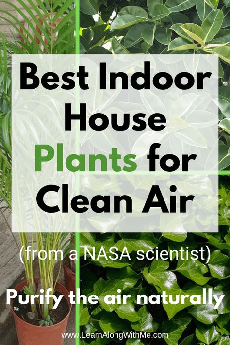 Best Air Purifying Indoor Plants (c/o NASA scientists) - Learn Along with Me Evergreen Herbs, Daily Hacks, Healthy Advice, Indoor Plant Care, Best Indoor Plants, Air Purifying Plants, Health And Fitness Articles, Air Purifying, Healthy Routine