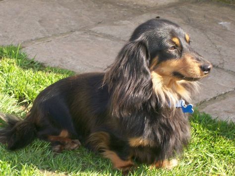 Dachshund Miniature, Long Haired - SpockTheDog.com Mini Long Haired Dachshund, Long Hair Dachshund, Dachshund Facts, Long Haired Miniature Dachshund, Dachshund Miniature, Daschund Puppies, Dachshund Puppy Long Haired, Dog Haircuts, Miniature Dachshunds