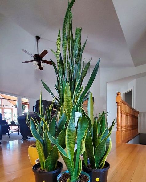 How to Grow Big and Tall Snake Plant | Balcony Garden Web Big Snake Plant, Tall Snake Plant, Big Potted Plants Outdoors, Small Home Decorating, Tall House Plants Indoor, Indoor Plant Hacks, Large Snake Plant, Cylindrical Snake Plant, Indoor Gardening Diy