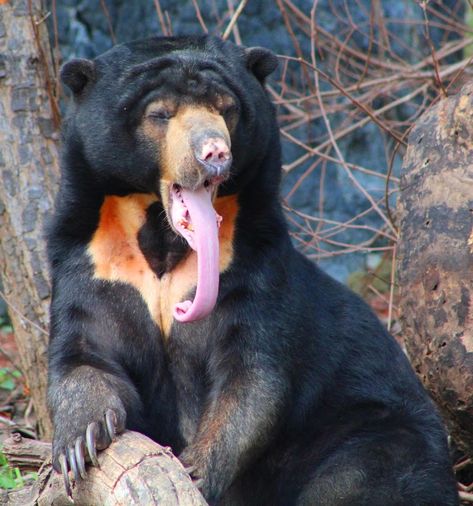 Sun Bear. Long Tongue! | Other | Animals | Pixoto Famous Bears, Draw Bear, Malayan Sun Bear, Most Dangerous Animals, Sun Bear, Snow Animals, Panda Drawing, Bear Tattoos, Bear Paintings