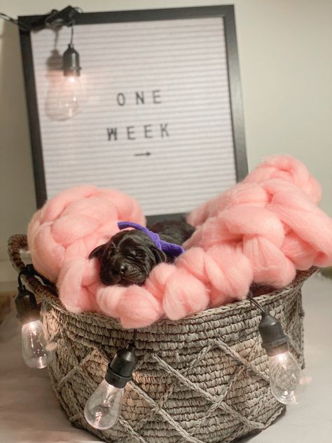 3 Week Old Puppy Photoshoot, Newborn Puppy Photoshoot Ideas Diy, Diy Puppy Photoshoot Ideas, Puppy Litter Announcement Ideas, Cute Puppy Pictures Ideas Photo Shoot, Puppy Picture Ideas To Sell, Newborn Puppy Pictures, Newborn Puppy Photoshoot Ideas, Puppy Litter Photoshoot Ideas