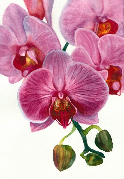 Orchid Painting in Watercolor for the book but.... Orchid Painting, Orchid Drawing, Orchids Painting, Art Coquillage, Arte Floral, Botanical Illustration, Botanical Art, Botanical Prints, Flower Drawing