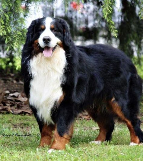 3 bonnes raisons d’adopter… un Bouvier Bernois ! Cute Funny Dogs, Bernese Mountain Dog, Mountain Dogs, Beautiful Dogs, I Love Dogs, Funny Dogs, Eye Candy, Best Friends, Dogs