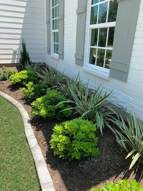 Plants For Front Yard Landscaping, Outdoor Shrubs Front Yards, Garden Ideas Front Of House Entrance, Low Shrubs In Front Of House, Front Porch Bushes, Low Profile Landscaping Front Yards, Front Landscape Ideas Low Maintenance, Simple Flower Bed Ideas Front Of House, Outside Flowers Front Yards