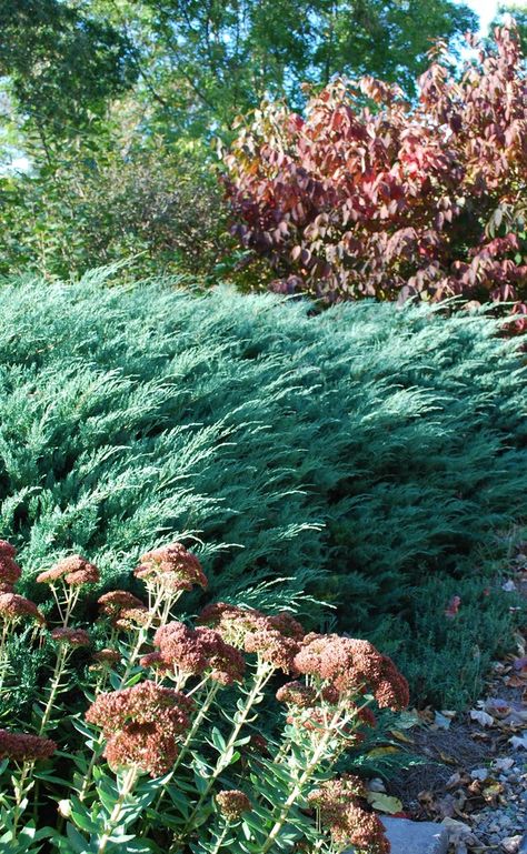 Grey Owl Juniper with Sedum and Viburnum - Eclectic - Charlotte - by Jay Sifford Garden Design | Houzz Shasta Viburnum, Grey Owl Juniper, Kick The Can, Slope Garden, Juniperus Virginiana, Dream House Garden, Northwest Landscaping, Garden Mum, Entrance Garden