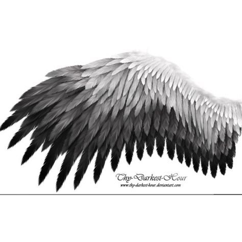 0 Wing Black And White, Black And White Wings, Darkest Hour, White Angel Wings, Wings Drawing, Angel Wings Tattoo, Wing Tattoo, Eagle Wings, Wings Art