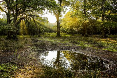 Mediterranean Forest, Traditional Office, Mediterranean Landscaping, Nature Conservation, Plant Species, Photo Story, The Mediterranean, Habitat, Storytelling