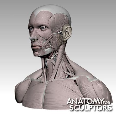 Neck Muscle Anatomy, Human Body Proportions, Anatomy For Sculptors, Type Anatomy, Human Muscle Anatomy, Neck Drawing, Head Anatomy, Facial Anatomy, Face Anatomy