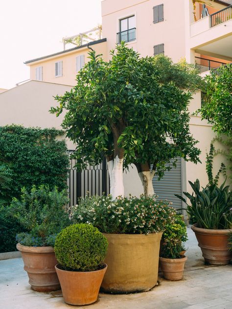 Citrus Tree Garden, Potted Trees Patio, Raised Garden Beds Diy Vegetables, Courtyard Plants, Citrus Garden, Patio Trees, Beautiful Front Doors, Porch Flowers, Small Patio Garden