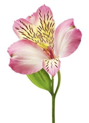 Alstromeria Peruvian Lily Drawing, Alstroemeria Tattoo, Tv Painting, Flower Symbolism, Peruvian Lily, Friendship Flowers, Valentine's Day Flowers, Peruvian Lilies, Tropical Wedding Flowers