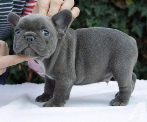 Teacup French Bulldogs, Mini French Bulldogs, Blue French Bulldog Puppies, East Lansing Michigan, American Bulldog Puppies, Baby French Bulldog, French Bulldog For Sale, French Bulldog Breed, Cute Bulldog Puppies