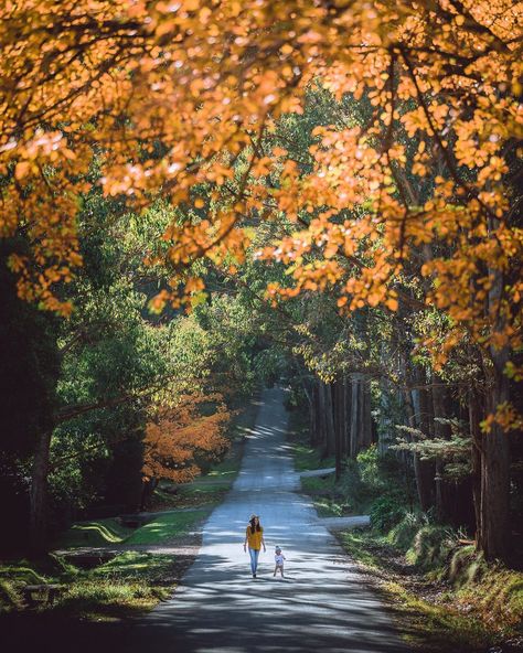 Lazy strolls down tree lined streets in the beautiful Macedon Ranges 🍂 📸 via IG/brenton_captures #StaySafe Picnic At Hanging Rock, Macedon Ranges, Natural Mineral Water, Spring Images, Tree Line, True Art, Victoria Australia, Gourmet Food, Stunning View