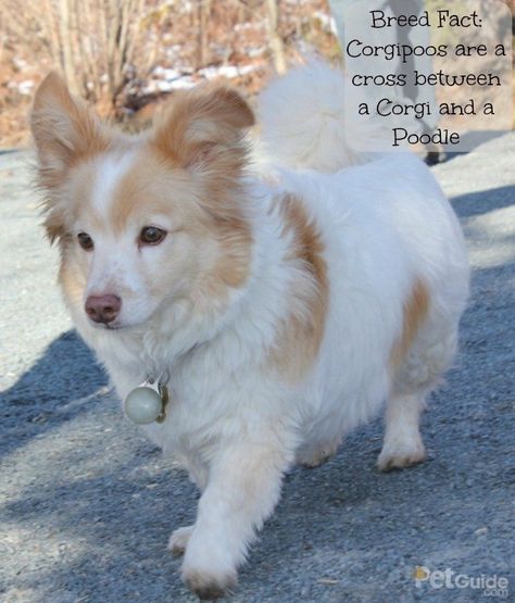 The Corgipoo is a mix between a corgi and a poodle, and is sure to melt your heart. This hypoallergenic hybrid is one of the tricksters in the dog world. Corgi Poodle Mix, Corgi Poodle, Dog World, Poodle Dogs, French Dogs, Tea Cup Poodle, Designer Dogs, Cutest Puppies, Dream Dog