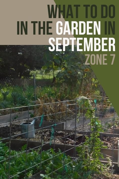 Zone 7 Fall Planting, Fall Garden Zone 7b, Oklahoma Fall Garden, Fall Vegetables To Plant Zone 7, Fall And Winter Garden Zone 7, Fall Gardening Zone 7, September Planting Guide Zone 7, Zone 7b Fall Planting, Fall Planting Vegetables Zone 7