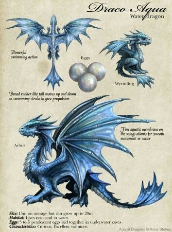 Dragon Description, Anne Stokes Dragon, Mystic Dragon, Dragon Anatomy, Magic Creatures, Clay Dragons, Types Of Dragons, Dragon Sketch, Rp Ideas