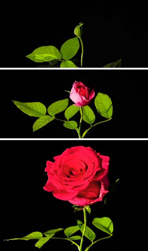 How to Grow Cut Roses That Come in a Bouquet How To Grow A Rose From A Stem, Regrow Roses From Stem, How To Grow Roses From A Rose Stem, Grow Roses From Bouquet, Rose Blooming Stages Drawing, How To Trim Roses, Rose Growing, Rooting Roses, Rose Plant