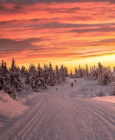 Sunset Skiing in Norway🇳🇴🌅 Who would you ski with here?  Photo via @Norge by @annemeide Explorer Backpack, Nature Explorer, Nordic Skiing, Travel Globe, Image Nature, Winter Sunset, Trondheim, Stavanger, Winter Scenery