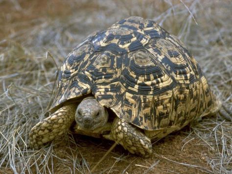 The Leopard Tortoise is originally from Central and South Africa. A full grown Leopard Tortoise will get from 16-18 inches in size and in captivity these tortoises live 100 years or more so your Leopard Tortoise is going to out live you. Keep this... Russian Tortoise Diet, Tortoise Enclosure, Leopard Tortoise, Russian Tortoise, Tortoise Care, Baby Tortoise, Desert Tortoise, Small Turtle, Sulcata Tortoise