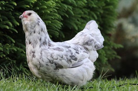 Americauna Chickens, Ameraucana Rooster, Americana Chickens, Blue Laced Red Wyandotte, Ameraucana Chicken, Fancy Chickens, Black Splash, Backyard Flocks, Chicken Garden