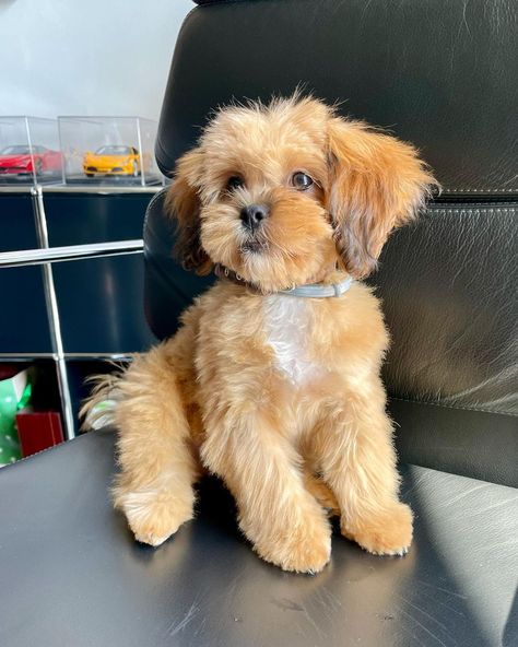 Doodle Doods on Instagram: Shih Poo Haircuts • Instagram Shi Poo Dog, Shihpoo Full Grown, Pomapoo Haircut Styles, Shihpoo Grooming Styles, Shih Poo Haircuts, Shihpoo Puppies, Shih Poo Puppies, Puppy Mom, Puppy Grooming