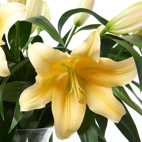 Yellow Lilies represent thankfulness and desire for enjoyment making them a perfect casual gift for good friends. Available in 10 stem bunch as shown. Yellow Lily Aesthetic, Yellow Lilies, Yellow Things, Flower Icon, Aesthetic Yellow, Symbol Of Love, Nothing But Flowers, Favorite Flower, Flower Care