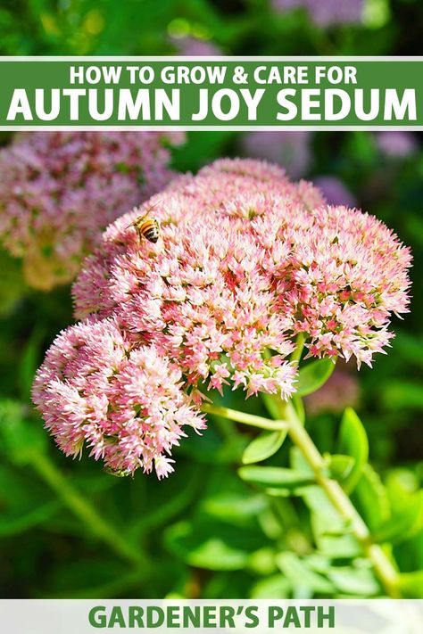 Autumn Joy Sedum Care, Autumn Sedum, Autumn Joy Sedum, Sedum Autumn Joy, Sedum Stonecrop, Sedum Plant, Fall Clean Up, Fall Care, Flower Care