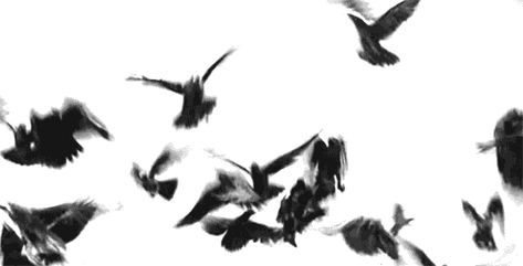 tumblr_m94poxOc2U1rsrwb5o1_500.gif (500×255) Fly Gif, Black And White Gif, Black And White Birds, Scary Gif, Bird Gif, Black And White Photograph, Dungeon Maps, Banner Gif, Lifestyle Ideas