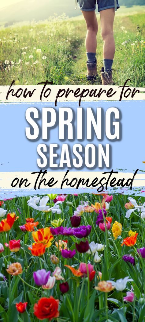 We all prepare our homestead for the spring season, but we all do it differently depending on our location. Here are some of the things I do in Florida! Homesteading In Florida, Homestead Gardening, Growing Vegetables, Spring Garden, Gardening Ideas, Spring Season, Fruit Trees, The Things, Outdoor Living