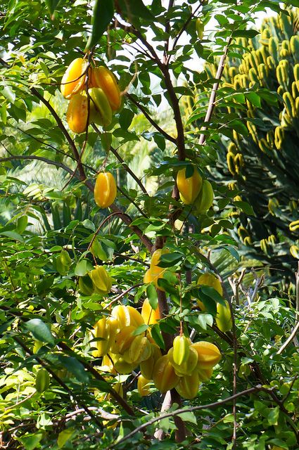 Tropical Fruit Trees Garden, Tropical Fruit Garden, Tropical Gardening, Tropical Fruit Trees, Tropical Farm, Fruit Coffee, Hawaiian Gardens, Garden Landscaping Diy, Star Fruit