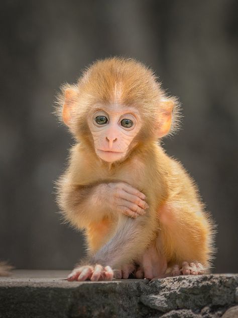 Monkey Photo, Baby Snow Leopard, Rhesus Macaque, Types Of Monkeys, Nature Photographer, Interesting Animals, Cute Monkey, Baby Monkey