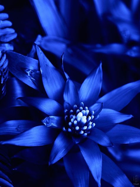 Royal Blue Asthetics, Blue Universe, Dark Blue Aesthetic, Blue Aesthetic Dark, Cute Blue Wallpaper, Sapphire Stones, Blue Garden, Flower Therapy, Couple Wallpaper