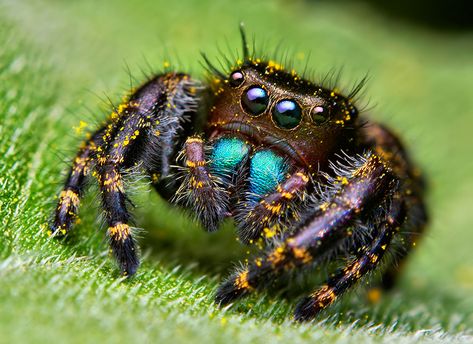 jumping-spiders-macro-photography-thomas-shahan-4 Amazing Macro Photography, Dangerous Spiders, Pictures Of Insects, Animals Amazing, Jumping Spider, Beautiful Bugs, Creepy Crawlies, Arthropods, Macro Photos