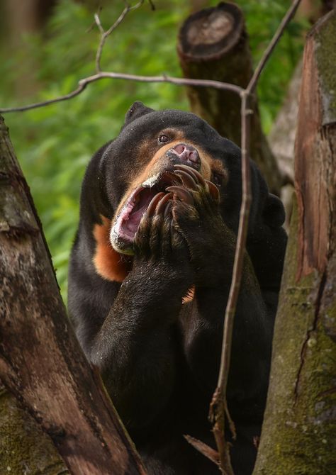 Malayan Sun Bear, Sun Bear, Animals Of The World, Panther, Sun, Animals