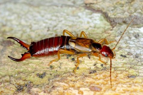 •Earwigs have pincers at the end of their body to capture prey and defend themselves. •If they feel threatened, they will use their pincers to pinch and hold on to the skin. Sometimes their bite can break the skin and cause bleeding. •When some species of Earwigs feel threatened, they emit a foul odor by releasing a liquid from their abdomen. •Earwigs are attracted to humid, moist, and cool environments which is why they will seek shelter in often in the bathroom, basement, or kitchen. Bathroom Basement, Earwigs, Amphibians, Reptiles, Basement, Insects, Hold On, Skin