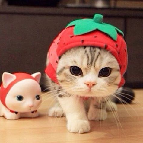 The 20 Best Cats in Costumes on Social Media | On Air with Ryan Seacrest Fairy Amigurumi, Strawberry Hat, Crochet Studio, Cats In Hats, Toy Diy, Cat Halloween Costume, Magical Fairy, Amigurumi Tutorial, Cat Hat