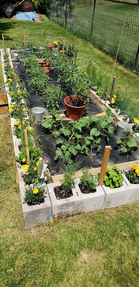 Raised Garden Beds Cinder Blocks, Cinder Block Garden Bed, Vegetable And Herb Garden, Cinder Block Garden, Diy Garden Bed, Cinder Blocks, Garden Hacks, Veg Garden, Home Vegetable Garden