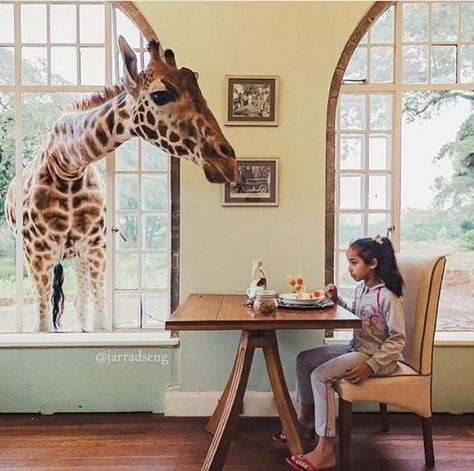 Eat Breakfast With Giraffes At This Unique Hotel Giraffe Hotel, Giraffe Manor, Kenya Travel, Concept Shop, Shopping Design, A Giraffe, The Zoo, Future Travel, Nairobi